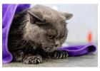Cat Grooming in Chennai