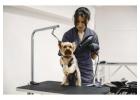 Pet Grooming Home Service Dubai