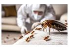 Say Goodbye to Cockroaches with Expert Pest Control Dubai
