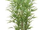 Artificial Black Bamboo Plant