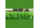 Professional Lawn Consultant Adelaide – Expert Advice for a Healthier Lawn