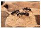 Hire Professional Ant Pest Control Sharjah Experts | Al Ameen Pest Control