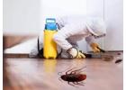 Get Guaranteed Results with Cockroach Pest Control Dubai & Sharjah