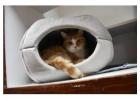 Safe & Comfortable Cat Boarding Denver CO – Because Your Cat Deserves the Best