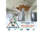 Protect Your Home with Professional Mold Inspection Oldsmar Services