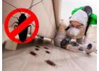 Cockroach Pest Control Sharjah - Expert Solutions by Al Ameen Pest Control