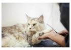 Cat Grooming in Lucknow