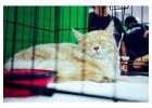 Cat Hostel in Lucknow