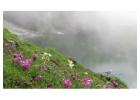 Valley of Flowers