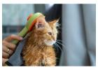 Cat Grooming in Surat