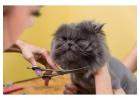 Cat Grooming in Chandigarh