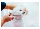 Dog Grooming in Jaipur
