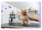 Dog Grooming in Noida