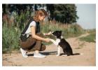 Dog Training in Noida