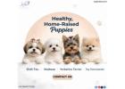 Premium Yorkshire Terrier and Toy Pomeranian Puppies for Sale in Bangalore – Aubreepets