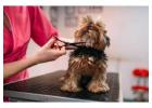 Dog Grooming in Surat