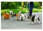 Dog Walkers in Amritsar