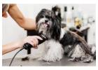 Dog Grooming in Faridabad