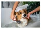 Dog Grooming in Ghaziabad