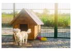 Dog Hostel in Ghaziabad