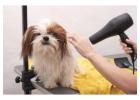 Dog Grooming in Bhopal