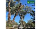 Tree Pruning in Melbourne – Expert Care for Healthier, Safer Trees