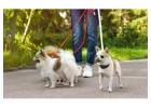 Dog Walkers in Bhopal