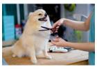 Dog Grooming in Agra