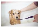Dog Grooming in Nagpur