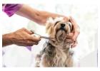 Dog Grooming in Bhubaneswar