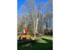 Tree Maintenance in North NJ – Amazing Tree Services