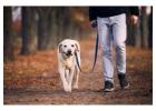 Dog Walkers in Nagpur