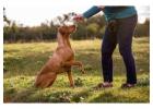 Dog Training in Patna