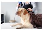 Dog Grooming in Kochi