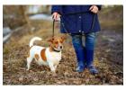 Dog Walkers in Patna
