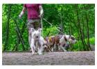 Dog Walking Services in Bangalore