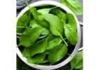 Palak Patta Spinach Leaves Health Benefits Recipes Guide