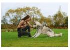 Dog Trainer in Bangalore