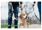 Dog Walking Services in Hyderabad