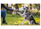 Dog Trainer in Pune