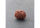 12 Mukhi Rudraksha Price – Certified & Authentic Beads Online