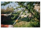Arborist in Abbotsford
