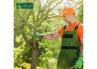 Professional Tree Cutters Melbourne for Safe and Efficient Services