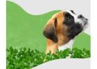 Premier Los Angeles Pet Sitter with Reliable Care