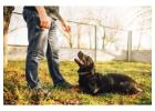 Dog Trainer in Lucknow
