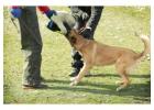 Dog Trainer in Chandigarh