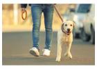 Dog Walking Services in Chandigarh