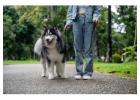 Dog Walking Services in Amritsar