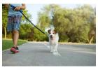 Dog Walking Services in Faridabad