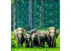 Dooars Tour with Jaldapara Elephant Safari – Discover the Heart of Dooars Wilderness